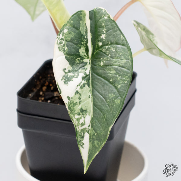 Alocasia Bisma sp. 'Platinum' Albo Variegated (wk36-L)