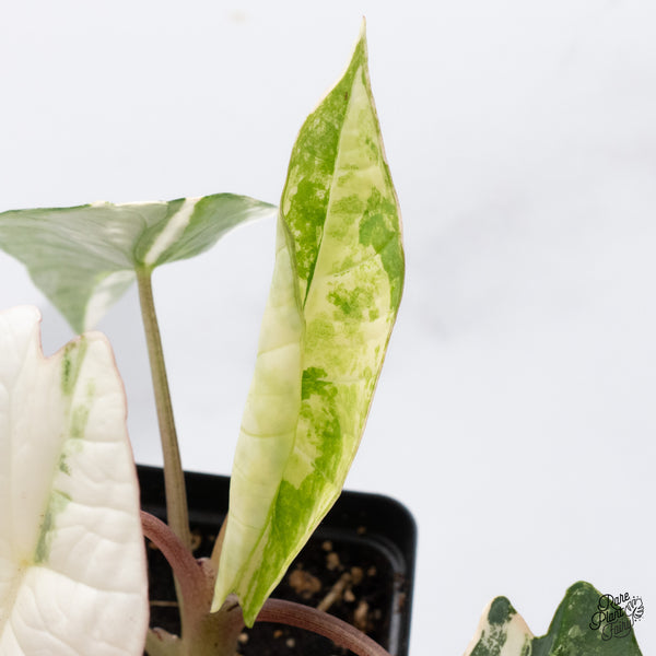 Alocasia Bisma sp. 'Platinum' Albo Variegated (wk36-L)