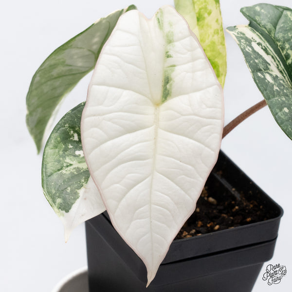 Alocasia Bisma sp. 'Platinum' Albo Variegated (wk36-L)