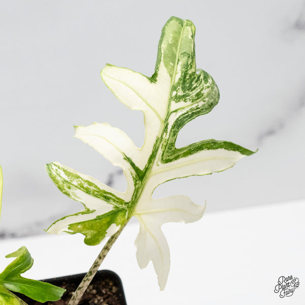 Alocasia Brancifolia Albo Variegated (wk49-UJ)
