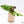 Alocasia Brancifolia Albo Variegated (wk37-AH)