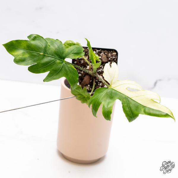 Alocasia Brancifolia Albo Variegated (wk37-AH)