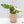 Alocasia Brancifolia Albo Variegated (wk37-AH)