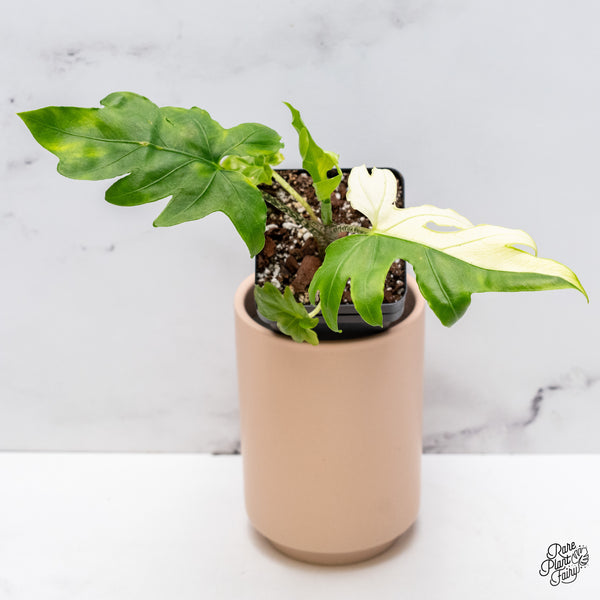 Alocasia Brancifolia Albo Variegated (wk37-AH)