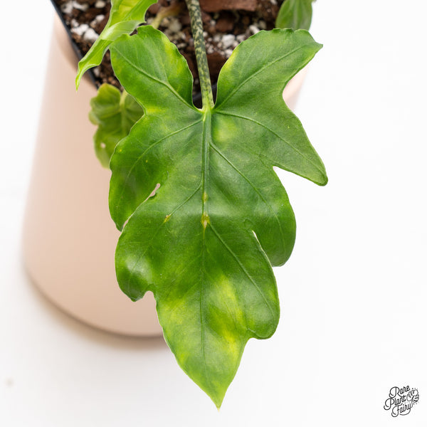 Alocasia Brancifolia Albo Variegated (wk37-AH)