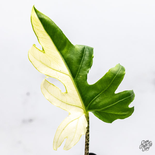 Alocasia Brancifolia Albo Variegated (wk37-AH)