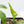 Alocasia Brancifolia Albo Variegated (wk37-AH)