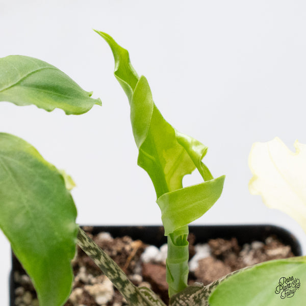 Alocasia Brancifolia Albo Variegated (wk37-AH)