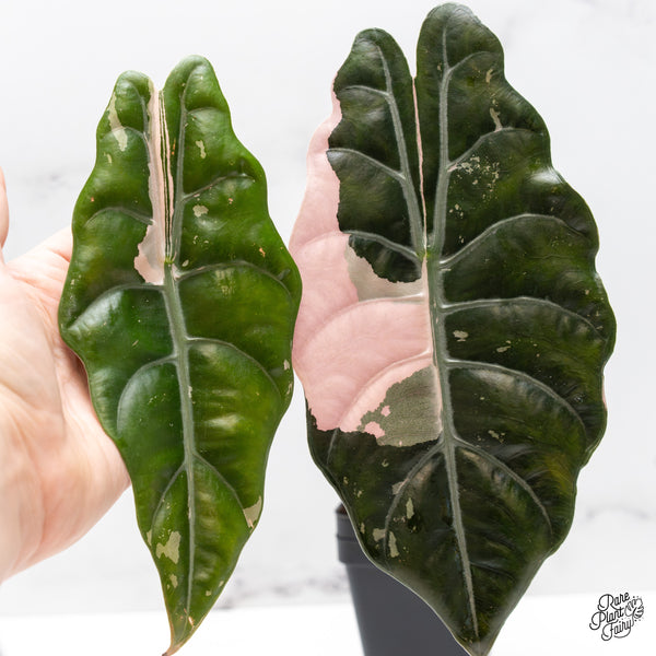 Alocasia Chantrieri Pink Variegated (wk50-US) *Corming Size*