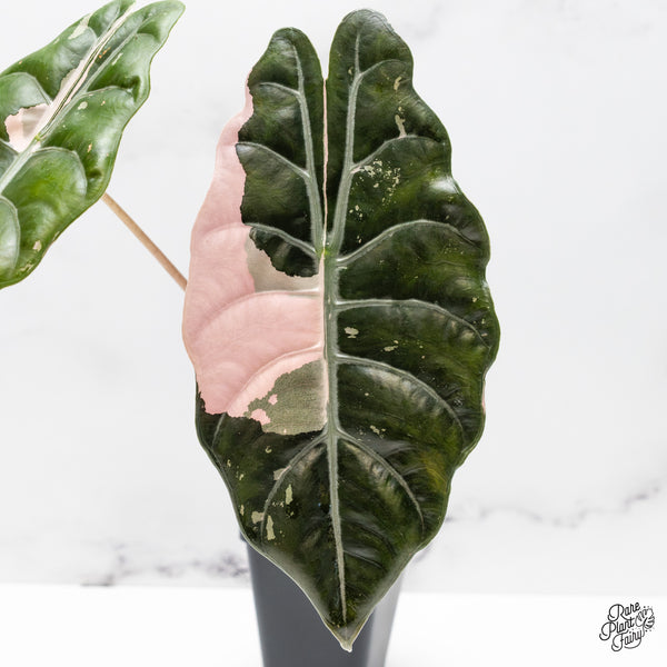 Alocasia Chantrieri Pink Variegated (wk50-US) *Corming Size*