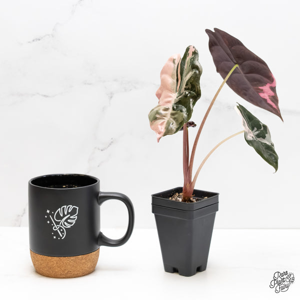 Alocasia Chantrieri Pink Variegated (wk5-UB)