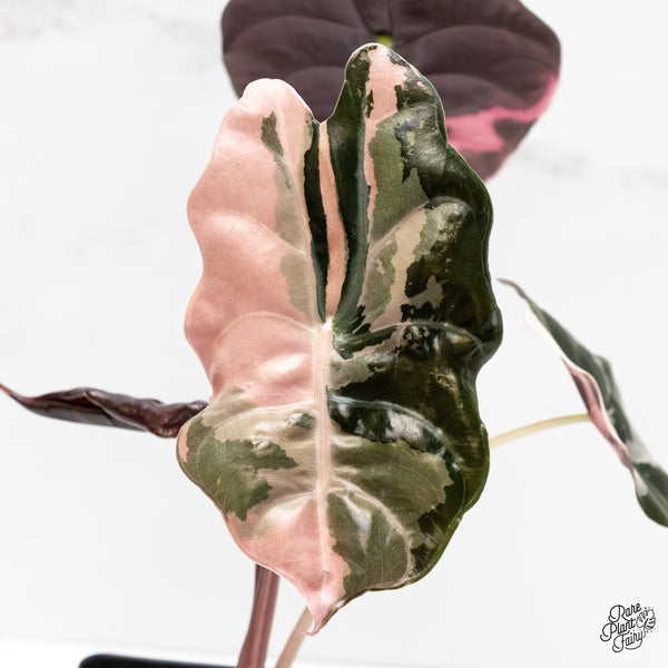 Alocasia Chantrieri Pink Variegated (wk5-UB)