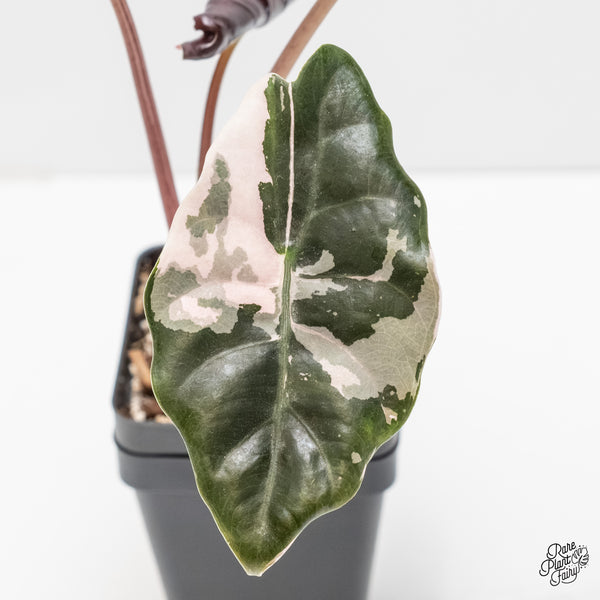 Alocasia Chantrieri Pink Variegated (wk5-UB)