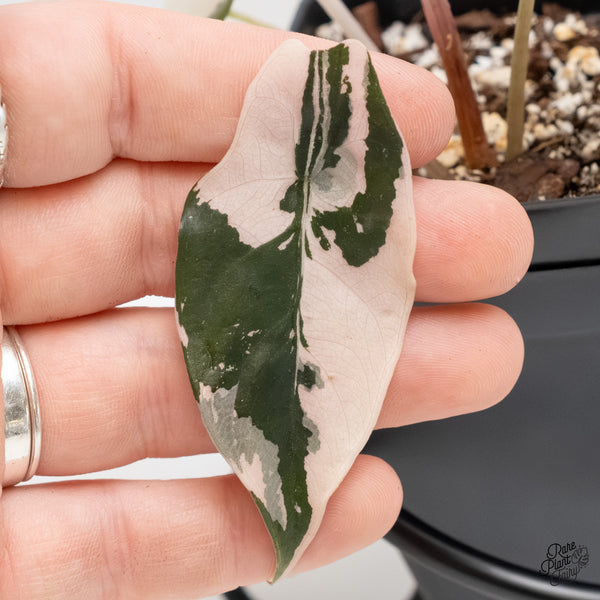 Alocasia Chantrieri Pink Variegated (wk6-P)