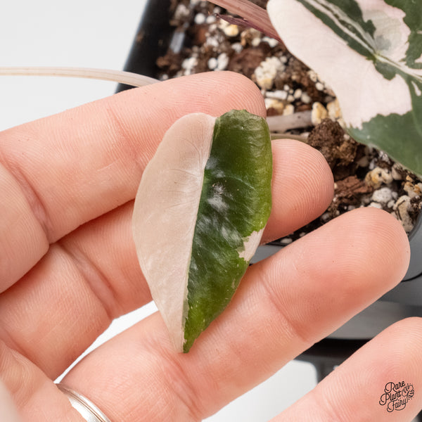 Alocasia Chantrieri Pink Variegated (wk6-P)