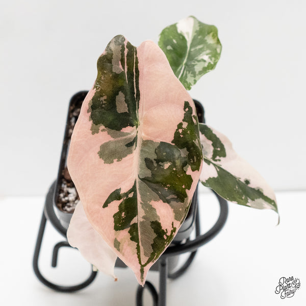 Alocasia Chantrieri Pink Variegated (wk6-P)