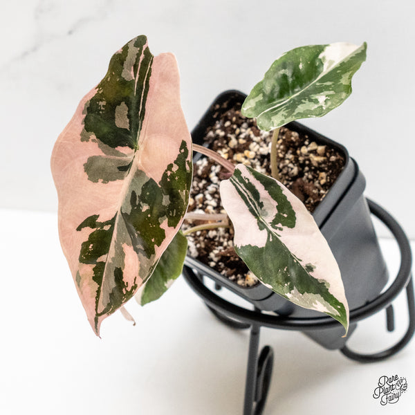 Alocasia Chantrieri Pink Variegated (wk6-P)