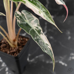 Alocasia 'Comet' Pink Variegated (wk41-U43)
