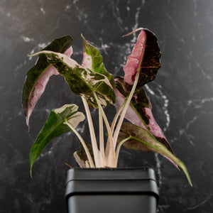 Alocasia 'Comet' Pink Variegated (wk41-U43)