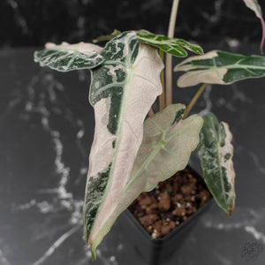 Alocasia 'Comet' Pink Variegated (wk41-U43)