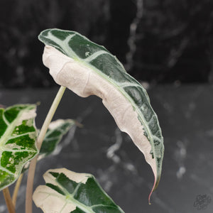 Alocasia 'Comet' Pink Variegated (wk41-U43)