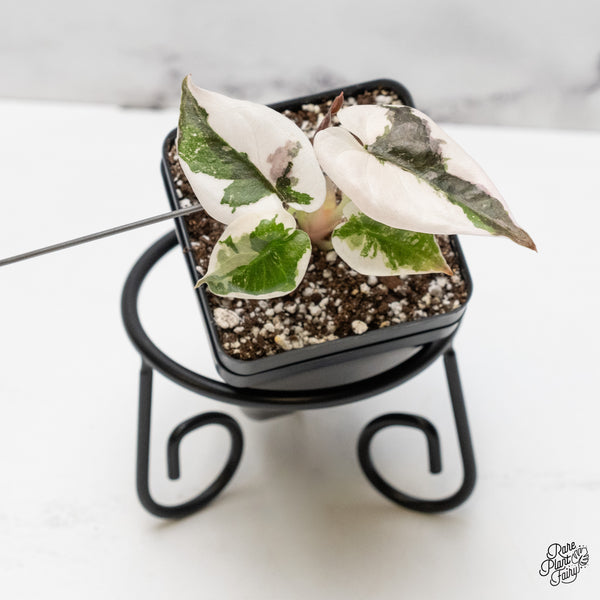 Alocasia 'Cuprea' Albo/Pink Variegated (wk52-D)