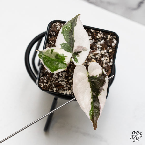 Alocasia 'Cuprea' Albo/Pink Variegated (wk52-D)