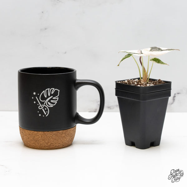 Alocasia 'Cuprea' Albo/Pink Variegated (wk52-D)