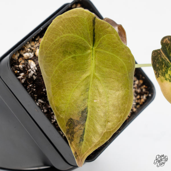 Alocasia Cuprea Gold/Aurea/Caramel Latte Variegated (wk51-O)
