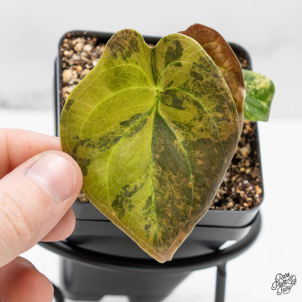 Alocasia Cuprea Gold/Aurea/Caramel Latte Variegated (wk51-P)