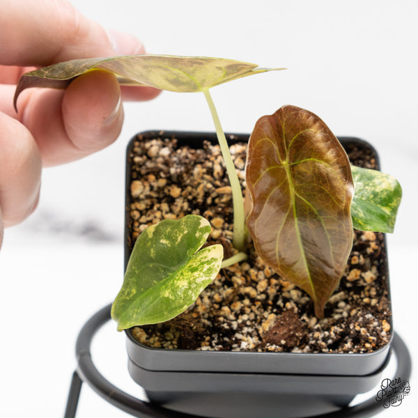 Alocasia Cuprea Gold/Aurea/Caramel Latte Variegated (wk51-P)