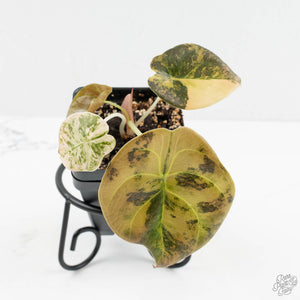 Alocasia Cuprea Gold/Aurea/Caramel Latte Variegated (wk18-UJ)