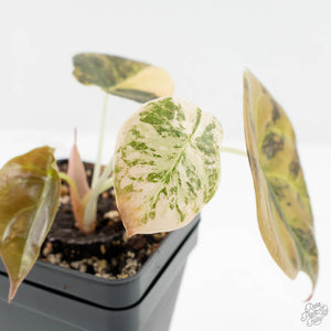 Alocasia Cuprea Gold/Aurea/Caramel Latte Variegated (wk18-UJ)