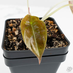 Alocasia Cuprea Gold/Aurea/Caramel Latte Variegated (wk18-UJ)
