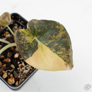 Alocasia Cuprea Gold/Aurea/Caramel Latte Variegated (wk18-UJ)