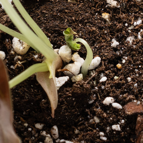 Alocasia Cuprea Gold/Aurea/Caramel Latte Variegated (wk37-AD)