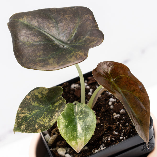 Alocasia Cuprea Gold/Aurea/Caramel Latte Variegated (wk37-AD)