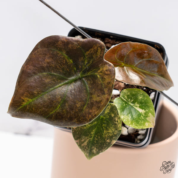Alocasia Cuprea Gold/Aurea/Caramel Latte Variegated (wk37-AD)