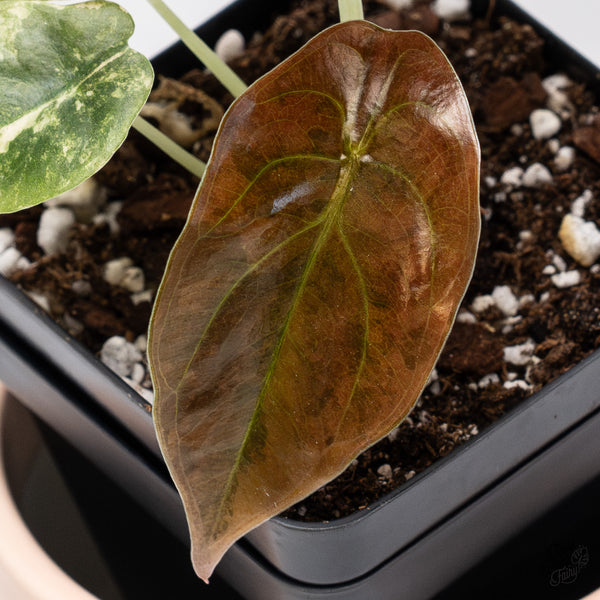 Alocasia Cuprea Gold/Aurea/Caramel Latte Variegated (wk37-AD)