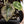 Alocasia Cuprea Gold/Aurea/Caramel Latte Variegated (wk37-AD)