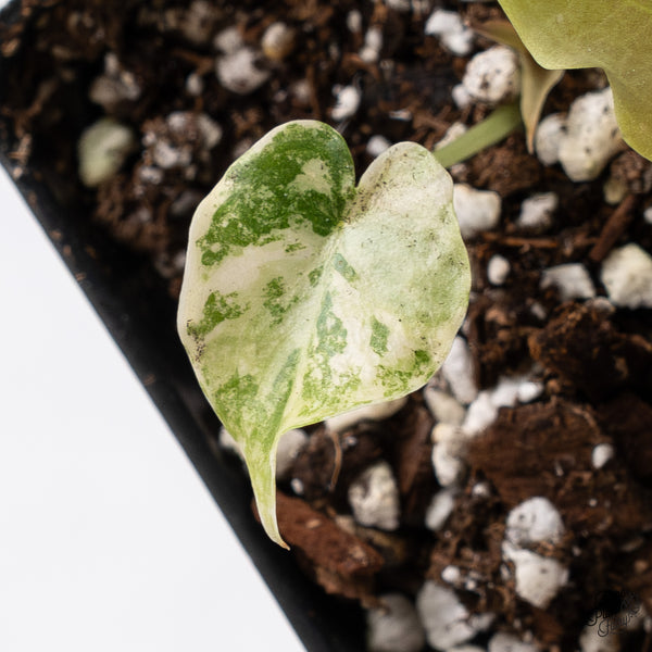 Alocasia Cuprea Gold/Aurea/Caramel Latte Variegated (wk37-AE)