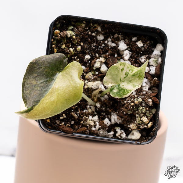 Alocasia Cuprea Gold/Aurea/Caramel Latte Variegated (wk37-AE)