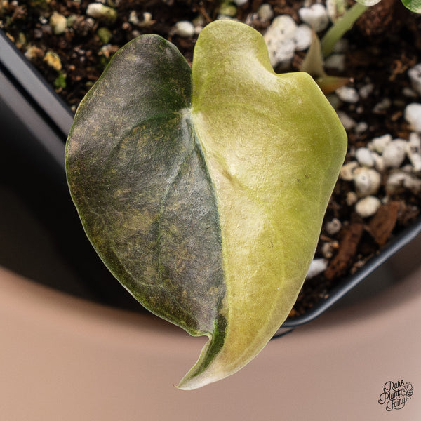 Alocasia Cuprea Gold/Aurea/Caramel Latte Variegated (wk37-AE)
