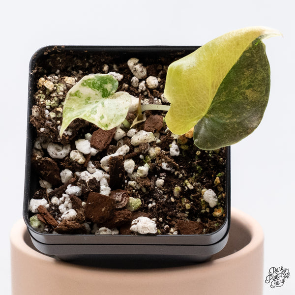 Alocasia Cuprea Gold/Aurea/Caramel Latte Variegated (wk37-AE)