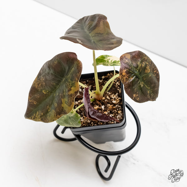 Alocasia Cuprea Gold/Aurea/Caramel Latte Variegated (wk3-L)