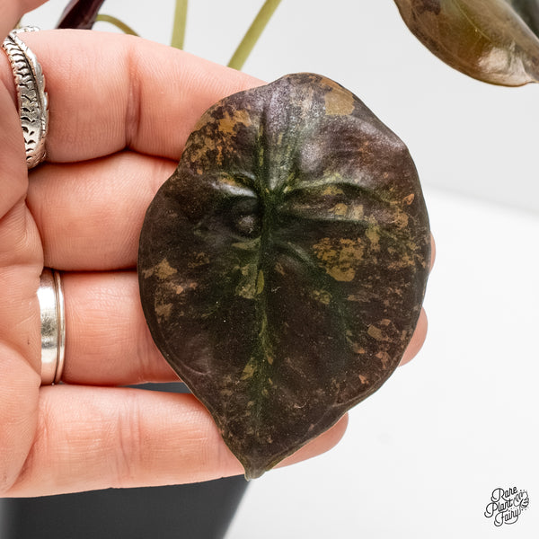 Alocasia Cuprea Gold/Aurea/Caramel Latte Variegated (wk3-L)