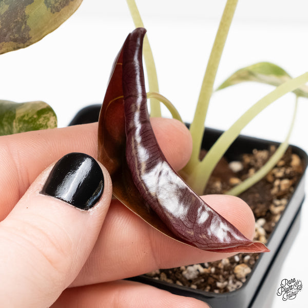 Alocasia Cuprea Gold/Aurea/Caramel Latte Variegated (wk3-L)