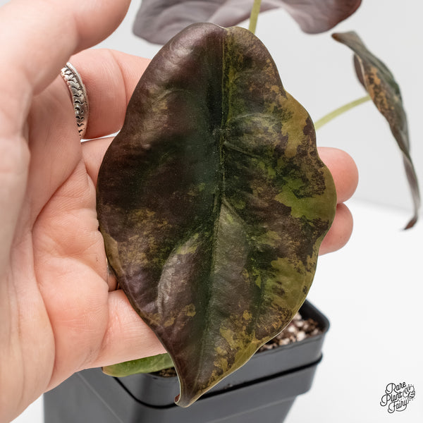 Alocasia Cuprea Gold/Aurea/Caramel Latte Variegated (wk3-L)