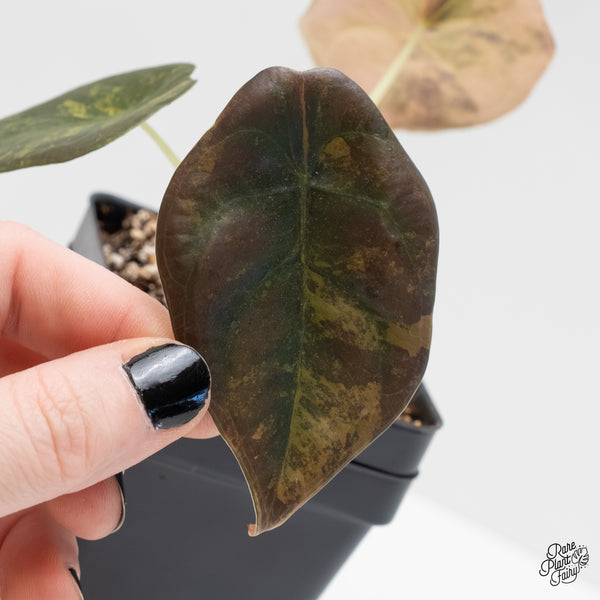 Alocasia Cuprea Gold/Aurea/Caramel Latte Variegated (wk4-F)