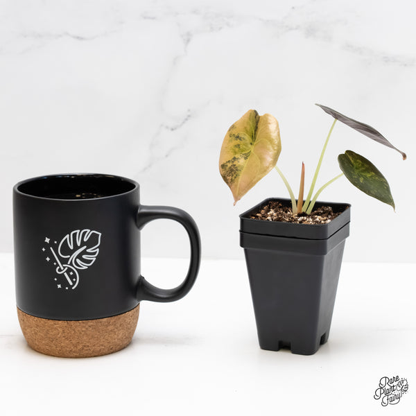 Alocasia Cuprea Gold/Aurea/Caramel Latte Variegated (wk4-F)